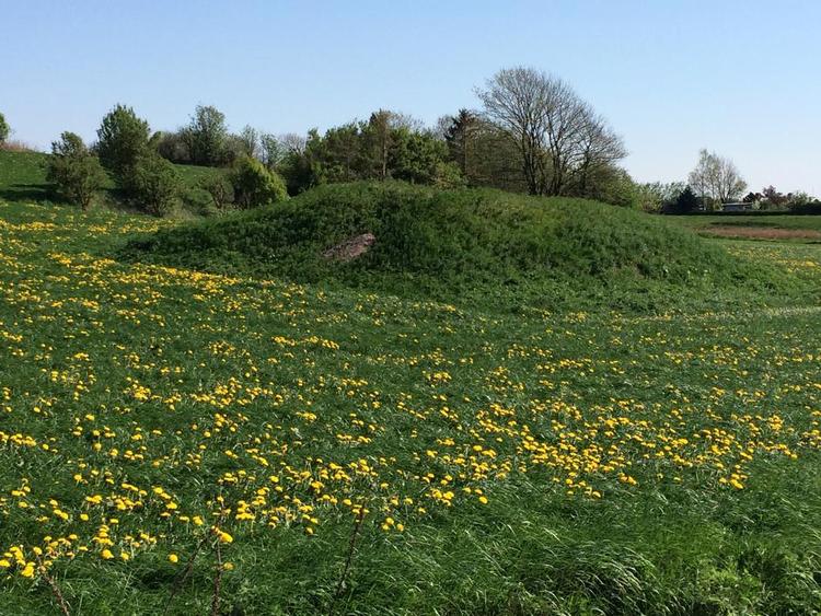 GRAVHØJ. Græsmåtten på de gamle gravhøje er så tyk, at mælkebøttefrø ikke kan trænge igennem. Privatfoto 