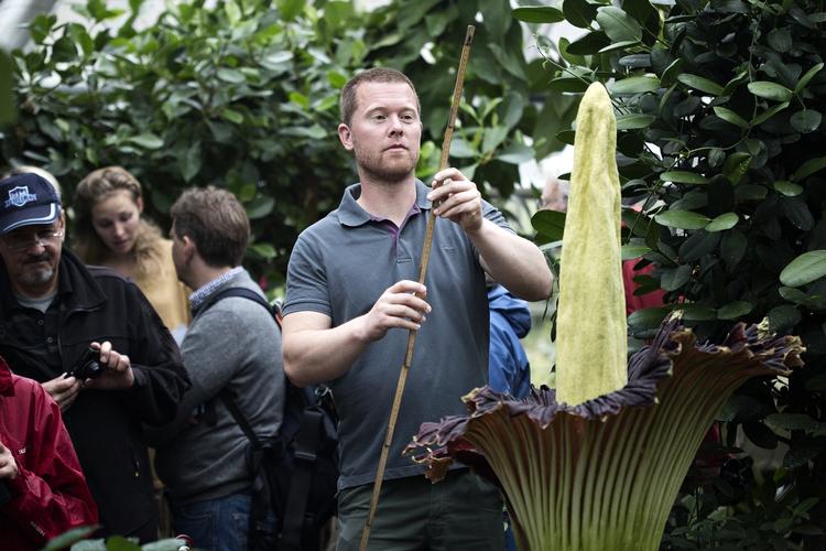 Overvældet. Rasmus N. Kloster er gartneren, der har fået den store blomst i flor efter at have passet den i ni år. 