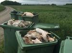 Affald. Et af de 12 vinderfotos er taget i landsbyen Ejdrup i Nordjylland og viser en række døde grise i affaldscontainere. 