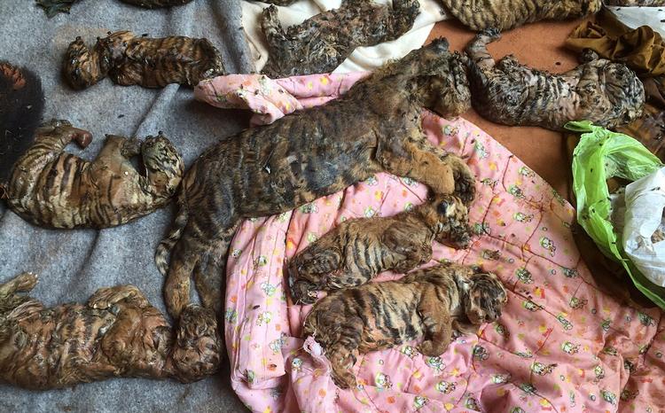 Døde. De 40 døde tigerunger blev fundet i en fryser nær klostrets køkkenområde. 