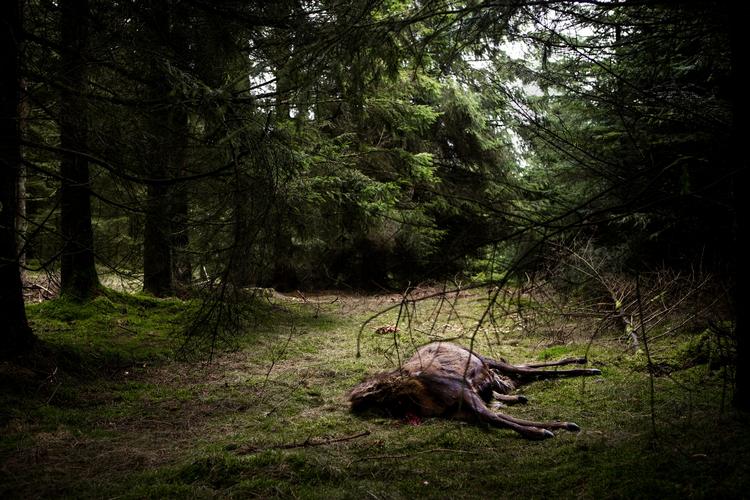 ULV. Her har en håbefuld jyde lagt et friskt kronhjortelig i skovbunden i Store Hjøllund Plantage ved Silkeborg for atfange en ulv med et kamera, der udløses ved bevægelse. 