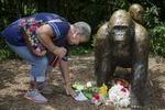 Mindested. Folk lægger mindeord og blomster foran en gorilla-statue ved Cincinnati Zoo. Flere er i oprør efter drabet på den 17-årige gorilla Harambe. 