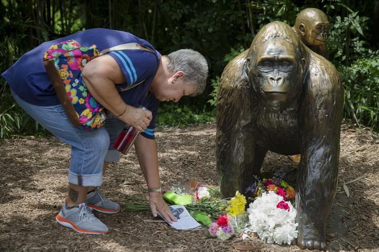 Mindested. Folk lægger mindeord og blomster foran en gorilla-statue ved Cincinnati Zoo. Flere er i oprør efter drabet på den 17-årige gorilla Harambe. 