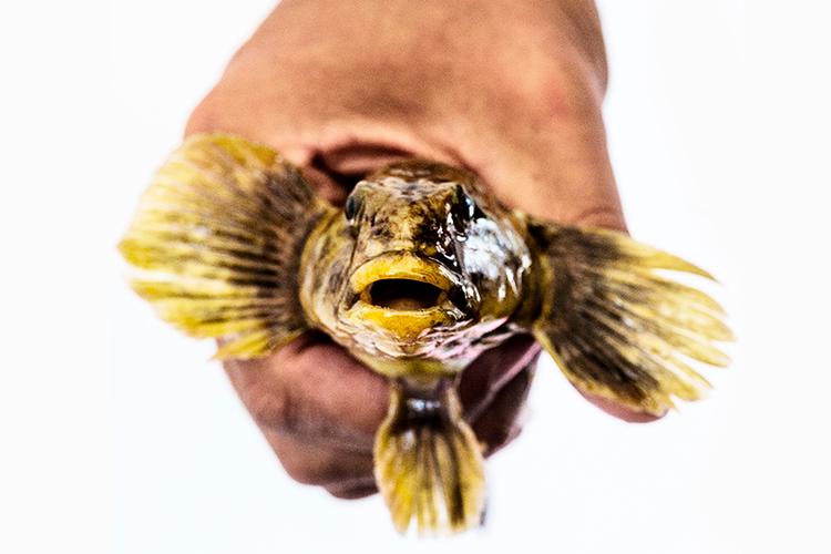 Vanddyr. Er dette en underlig fisk, en stor fisk eller måske en kold fisk? 