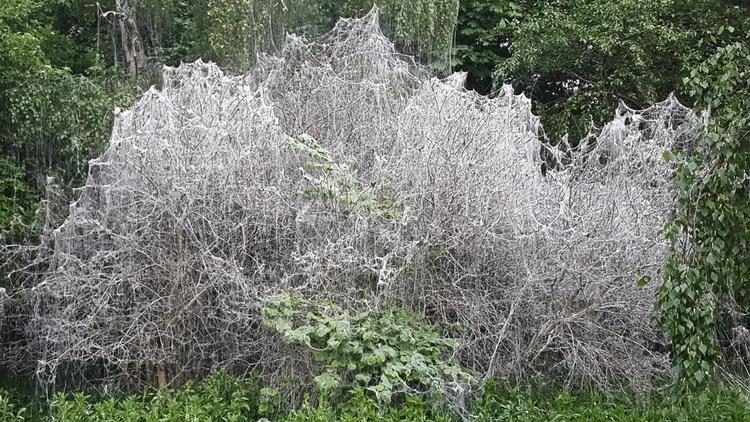 Madro. En lille sommerfugls larver kan vikle et helt træ ind i spind, så de i fred kan spise løs af bladene. 