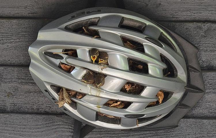 Sikkerhed. Fire gærdesmutteunger voksede op i reden under cykelhjelmen, der lå i et cykelskur. 