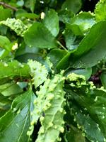 blomme. De små knopper skyldes et lillebitte insekt, blommepunggalmiden. Det har kun kosmetisk betydning. 