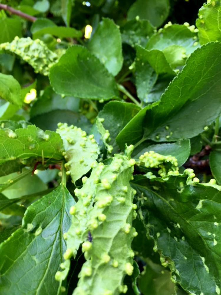 blomme. De små knopper skyldes et lillebitte insekt, blommepunggalmiden. Det har kun kosmetisk betydning. 