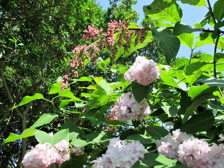 Uønsket. Klaserne sidder på en gren fra en vild syren, som den ægte er podet på. 