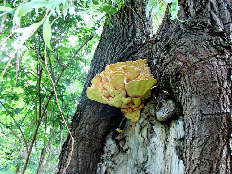 Beviser. Læserne har sendt både beretninger og billeder, der beviser, at den mystiske svampe-hjernelignende plamage på et træ var en svamp og ikke et såkaldt slimdyr. 