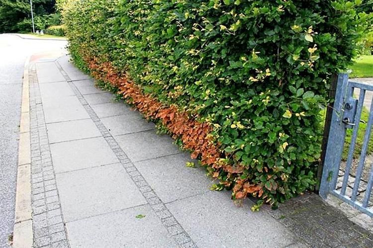 Brændt. En ukrudtsbrænder er årsagen til de brune blade. 