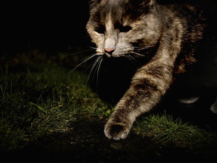 FABELDYR. Katte og slanger får menneskelige egenskaber i Pajtim Statovcis sært fængslende roman. 