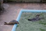 LÆNGSEL. Lige nu er denne unge sæl i Seal Sanctuary ikke rask nok til at blive sat ud i havet. Den ser ud til at have lyst til en svømmetur. 