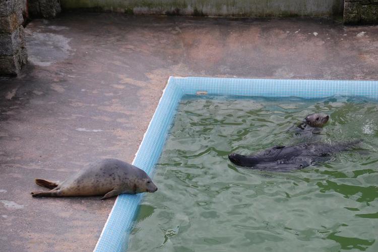 LÆNGSEL. Lige nu er denne unge sæl i Seal Sanctuary ikke rask nok til at blive sat ud i havet. Den ser ud til at have lyst til en svømmetur. 