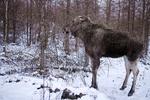 Fauna. Her en elg i Sverige, men fra torsdag kan man også møde de store dyr i den danske natur. 
