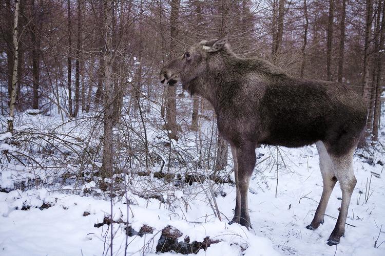 Fauna. Her en elg i Sverige, men fra torsdag kan man også møde de store dyr i den danske natur. 