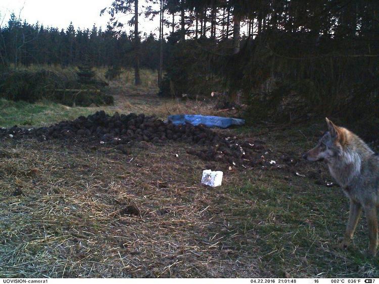 ENDELIG Instruktør og fotograf Lars Ostenfeld har efter 2,5 års ulvejagt fanget et billede af en dansk ulv. Billedet er taget med et vildt-kamera og med hjælp fra en lokal jæger. 
