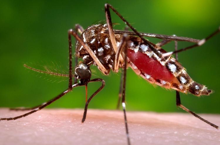 Zika-myg. Siden starten af 2016 er der forekommet et stort udbrud af zika-virus-infektion i Syd- og Mellemamerika. Gravide bør droppe rejser til området, men kan roligt rejse til Sydeuropa. 