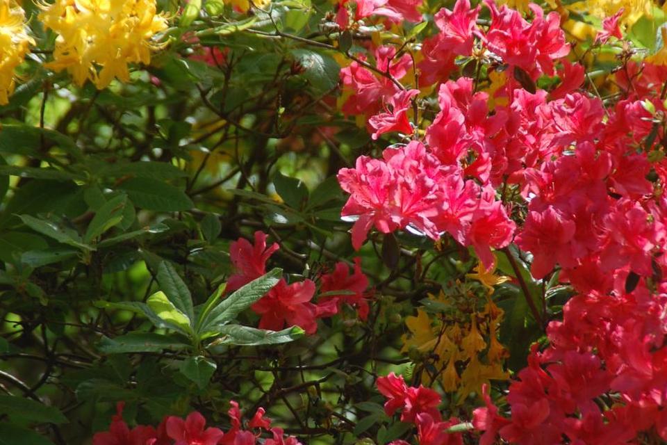 Azalea. I slægt med rododendronbuskene, som er Sofiero slotsparks store attraktion.