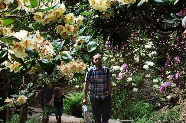 Rododendronstien. Der findes 10.000 rododendronbuske i Sofiero slotspark, som fylder 150 år i år. 