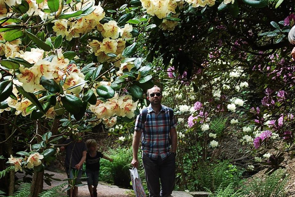 Rododendronstien. Der findes 10.000 rododendronbuske i Sofiero slotspark, som fylder 150 år i år.