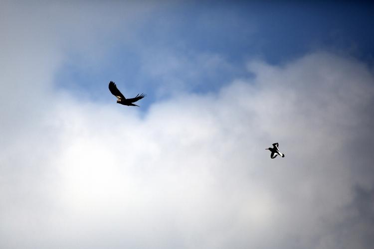 Chikane. Når rovfugle, her en rørhøg, kommer til syne over strandengen, går 'luftforsvaret' i gang. Vadefugle går på skift på vingerne og chikanerer fredsforstyrreren. Her er det en strandskade (th), som er efter høgen. 