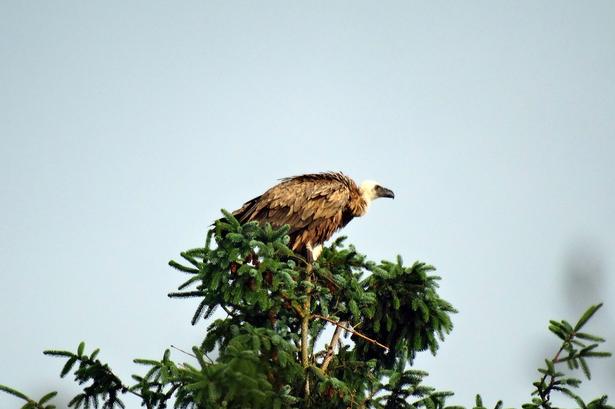 Sjælden. 34 gåsegribbe var i går på besøg i Nordjylland. Søren Knorr Søndergaard fotograferede 28 af dem i Aalborg og i den vendsysselske by  Poulstrup. 