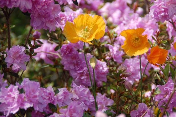 Valmuer. De gule engelske valmuer er kønne men ustyrlige, fordi de smider deres frø, som spredes i bede og skovbund. Frøene blev fragtet rundt i lommerne på afdøde dronning Ingrid i starten af 1900-tallet, da hun var en lille prinsesse og legede i haven. 