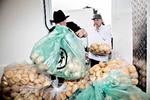 brødbjerg. Det Gyldne Brød, bageren ved indgang Øst på Roskilde Festival, havde sandwiches i overskud forleden. 