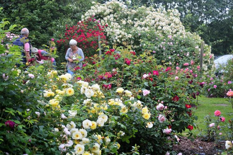ROSENFESTIVAL. Fra den store rosenfestival i Harlev. Ren hygge og masser af engelske roser til salg. 