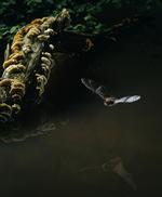 Viden. Vandflagermusen er blandt de arter, som virologerne får fanget og undersøgt. 