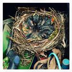 FUGLEUNGER. Solsortens unger flyver lynhurtigt fra reden, så der går kun en uges tid, før Christa Ajufo kan komme i kassen med haveredskaber igen. Privatfoto 