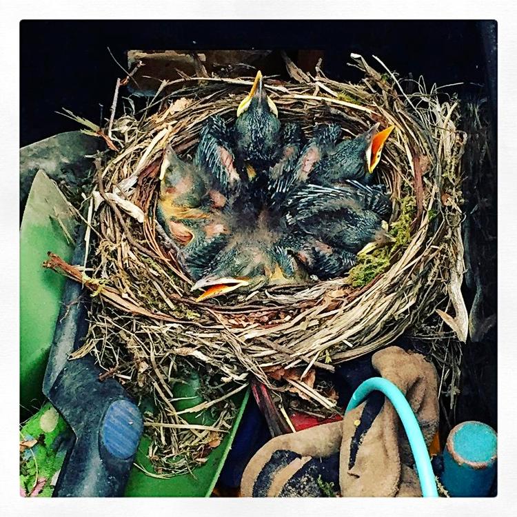 FUGLEUNGER. Solsortens unger flyver lynhurtigt fra reden, så der går kun en uges tid, før Christa Ajufo kan komme i kassen med haveredskaber igen. Privatfoto 