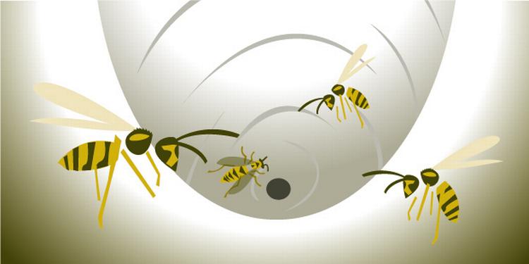 Hvepsebo. Det var lidt af et tilfælde, at politiet kom på sporet af forbrydernetværket. I forbindelse med efterforskningen af en række indbud, fik de på aflytninger et vink om en sværm af bagmænd og har derfor døbt sagen 'Operation Hvepsebo' 