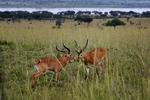 Safari i Uganda