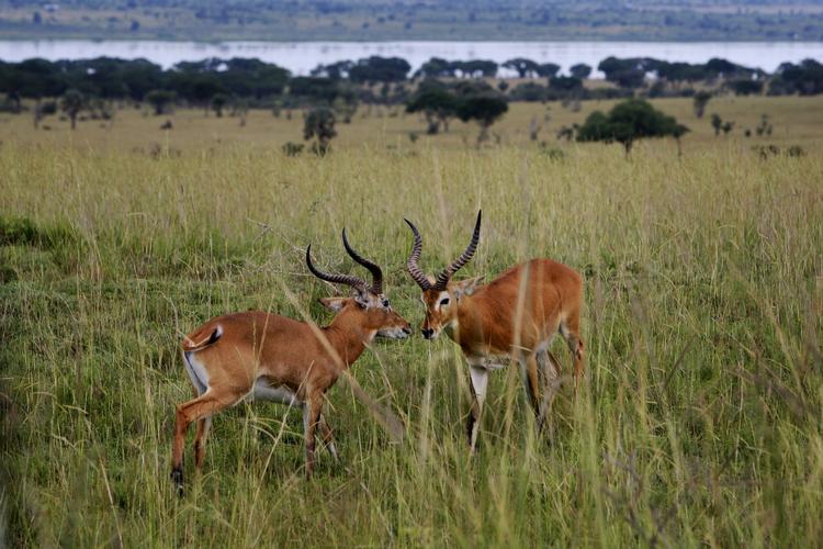 Safari i Uganda
