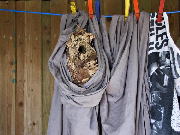 Carporten. En gærdesmutte har bygget rede i et lagen, der hang til tørre. Privatfoto 