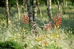 Martagonliljer. Haveturen går mange gange om dagen forbi martagonliljerne, der blomstrer i disse uger. 