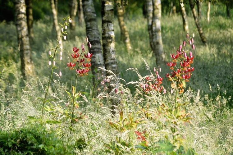 Martagonliljer. Haveturen går mange gange om dagen forbi martagonliljerne, der blomstrer i disse uger. 