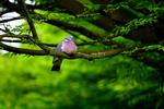Gensyn. I starten holdt duerne sig fra blommer og kirsebær i en læsers have, fordi hun havde sat en rovfugledrage op som fugleskræmsel. Nu har duerne luret dragen og er tilbage i nogen grad. Billedet her er dog næppe en af læserens havegæster, men en skovdue i Botanisk Have i Aarhus. 
