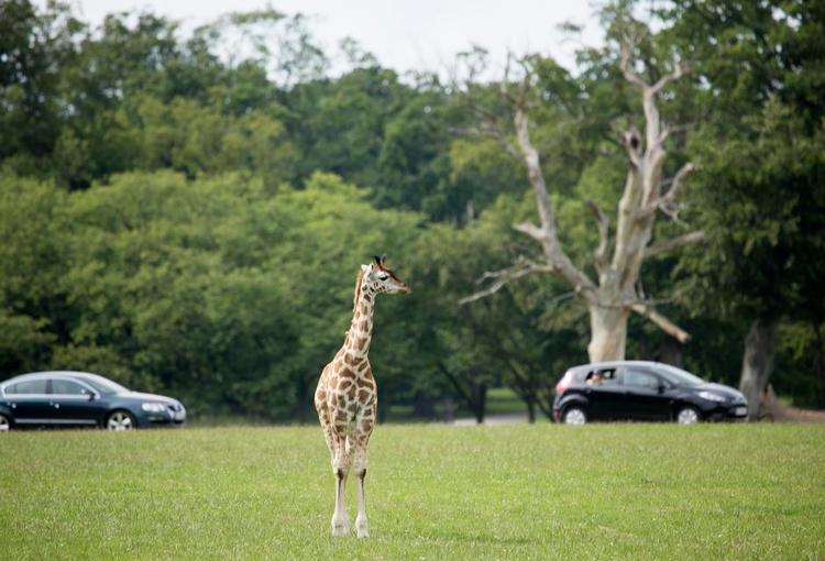 Vildt. Dyrene går mere eller mindre frit rundt i Knuthenborg Safaripark, og kører man forbi en giraf, kan den godt finde på at stikke hovedet indenfor. 