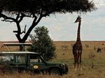 GIRAFKIG. I Serengeti er det ikke kun turisterne, som kigger nysgerrigt på dyrene, men også omvendt. 