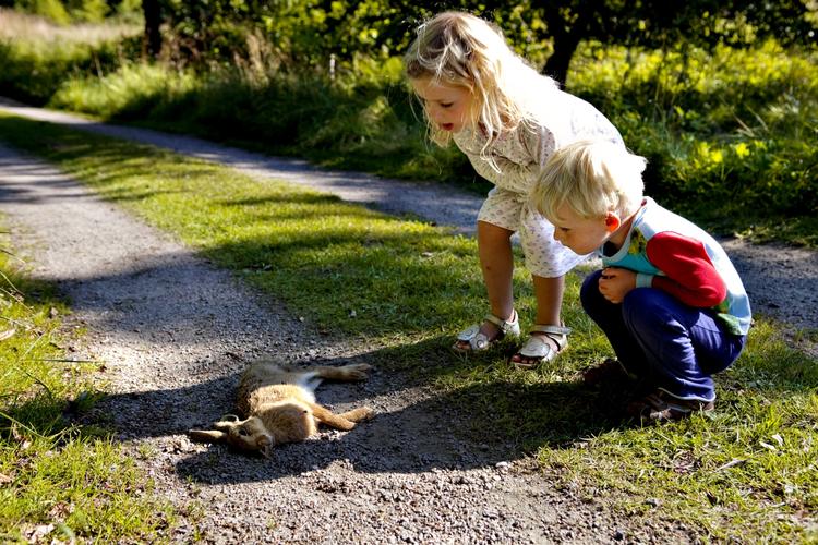 SELVDØD. Man bør bruge handsker, hvis man for eksempel undersøger eller flytter på den døde hare. Efterfølgende bør man grundigt vaske hænder, der har været i berøring med den selvdøde hare, lyder det fra Veterinærinstituttet på DTU. 
