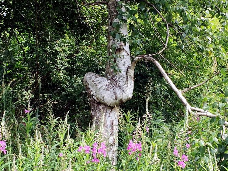 Ukuelig. I årtier er birketræet, der står i Sillebro Ådal i Frederikssund, vokset videre trods gammel skade. Privatfoto 
