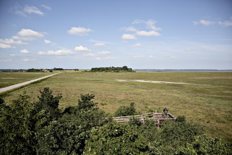Fuglereservatet Nyord