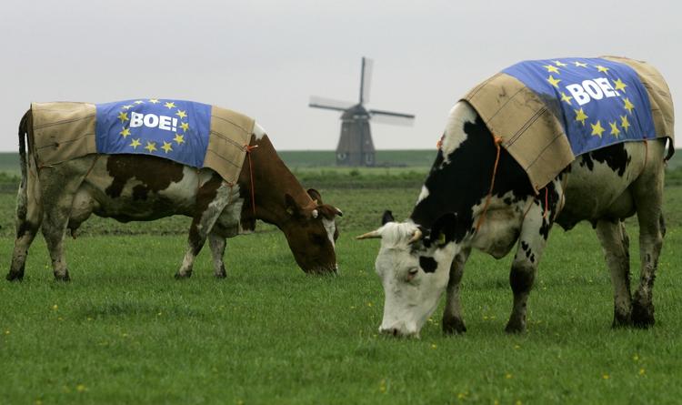 Buuh! Hollandske køer iklædt EU-flag med ordet 'boe' påtrykt under en skælsættende afstemning om EU's forfatningstraktat. 'Boe' er det hollandske ord for, hvad køer siger - altså muh på dansk - men er samtidig også et udtryk for misbilligelse, som det danske buuh! 