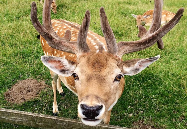 GODAW. Godt nok er det hjorten, der hilser på, mens dåen putter sig i græsset bagved i den åbne indhegning i Skandinavisk Dyrepark. Dåhjortene er en af de mange danske dyrearter, som parken præsenterer i deres naturlige miljø. Foto: Marie Carsten Pedersen 