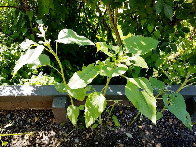RESTERNE. Et eller flere dyr spiser af solsikkernes blade, men hvem? Privatfoto 