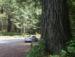 TRÆTÅRNE. Highway 101 skærer ind gennem skove med høje redwood-træer. 