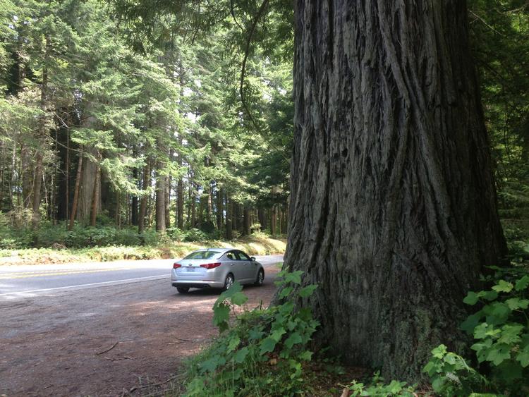 TRÆTÅRNE. Highway 101 skærer ind gennem skove med høje redwood-træer. 